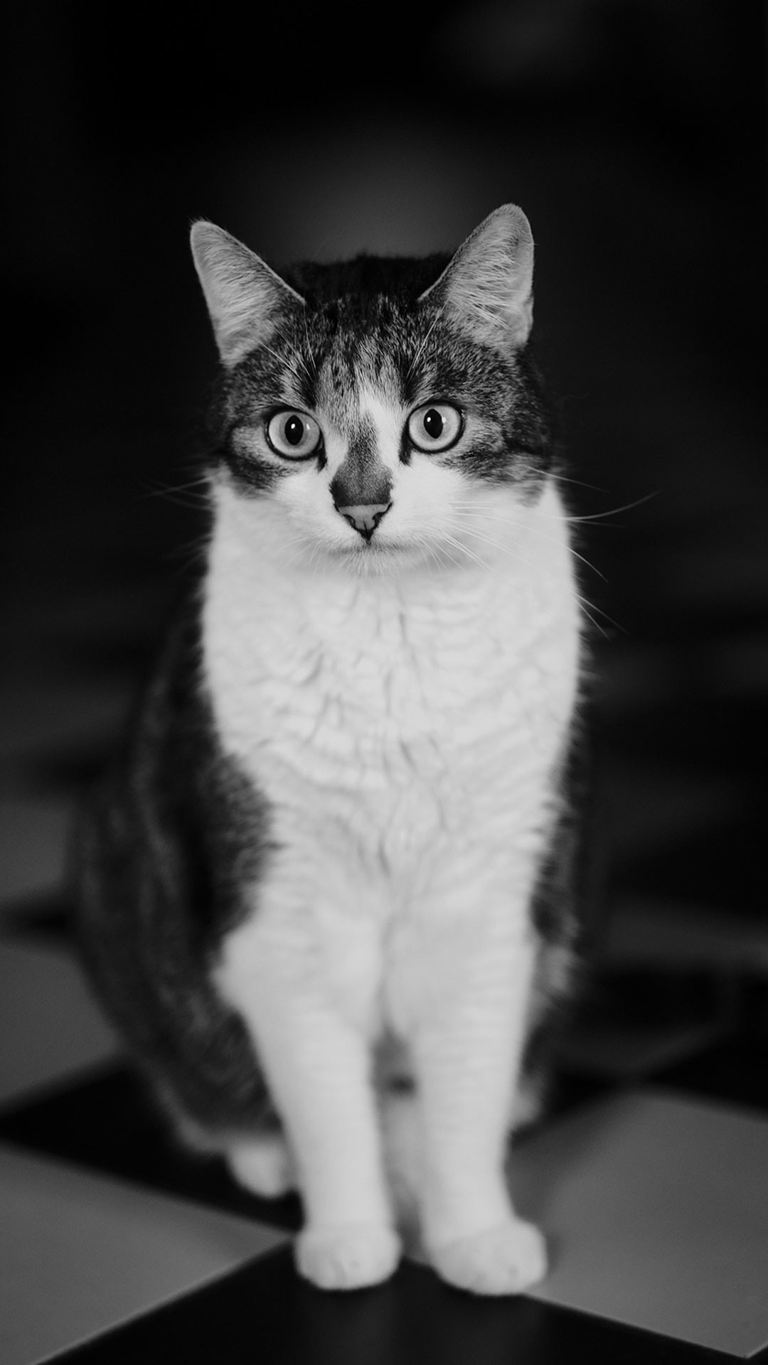 Home: Jannic Schlobach | Tierfotografie Nr. 7 | Katze